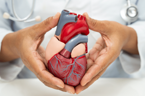 nephrologist holding a model of a heart